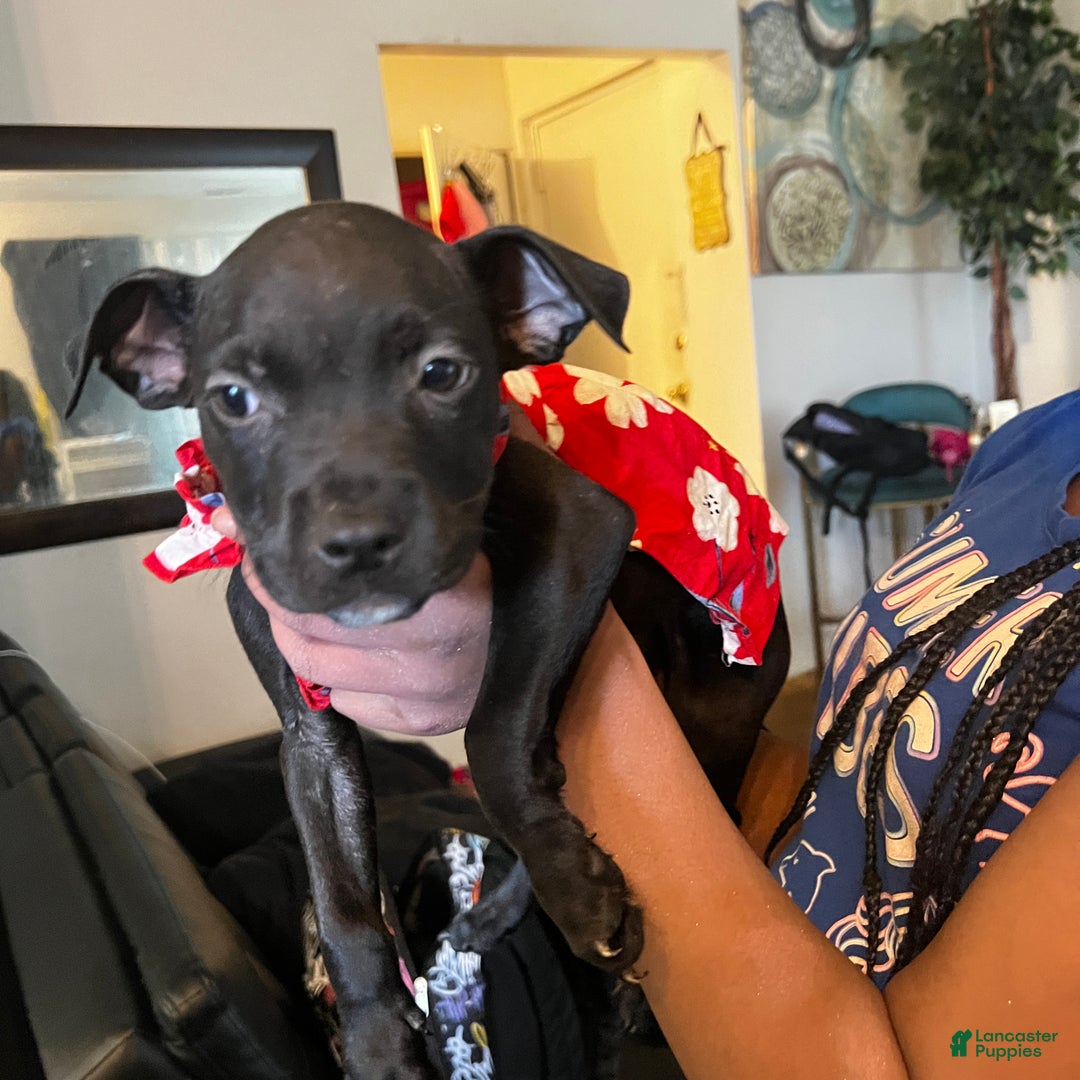 American Pit Bull Terrier dogs for sale: American Pit Bull Terrier Puppy 1 - Ad 3