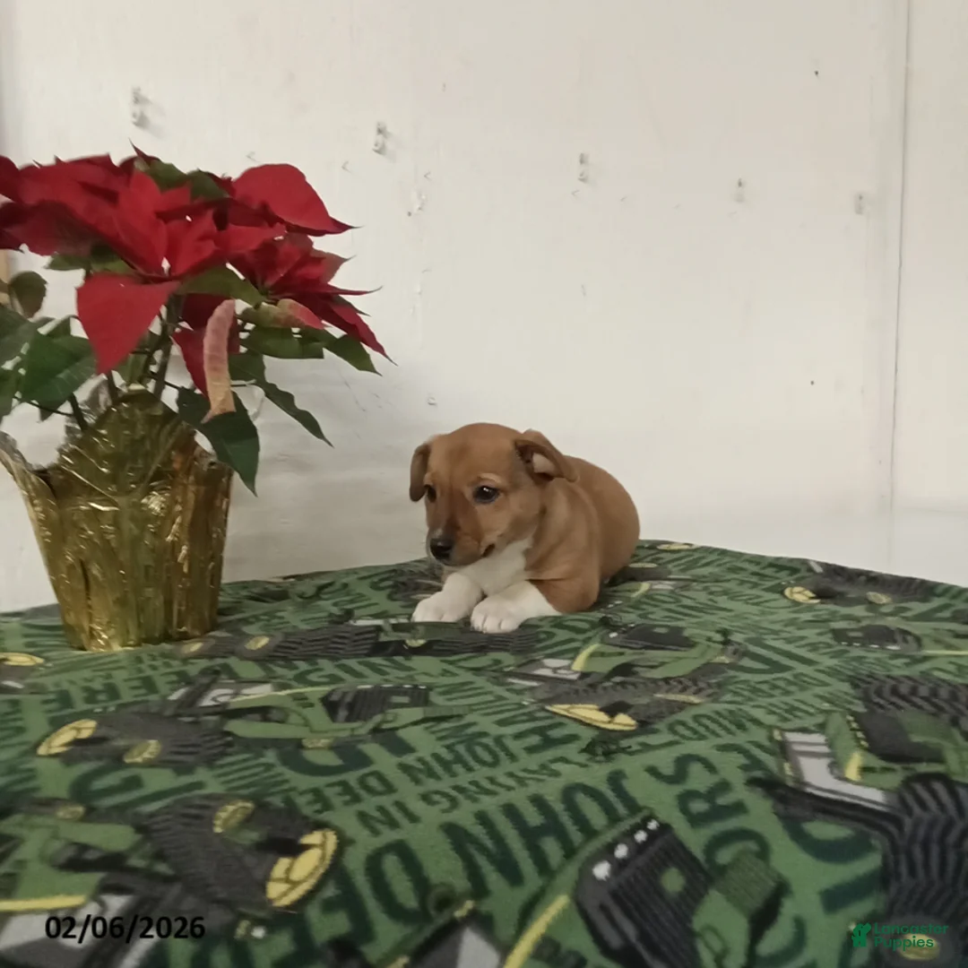 Mixed Breed dogs for sale: Dolly - Ad 2