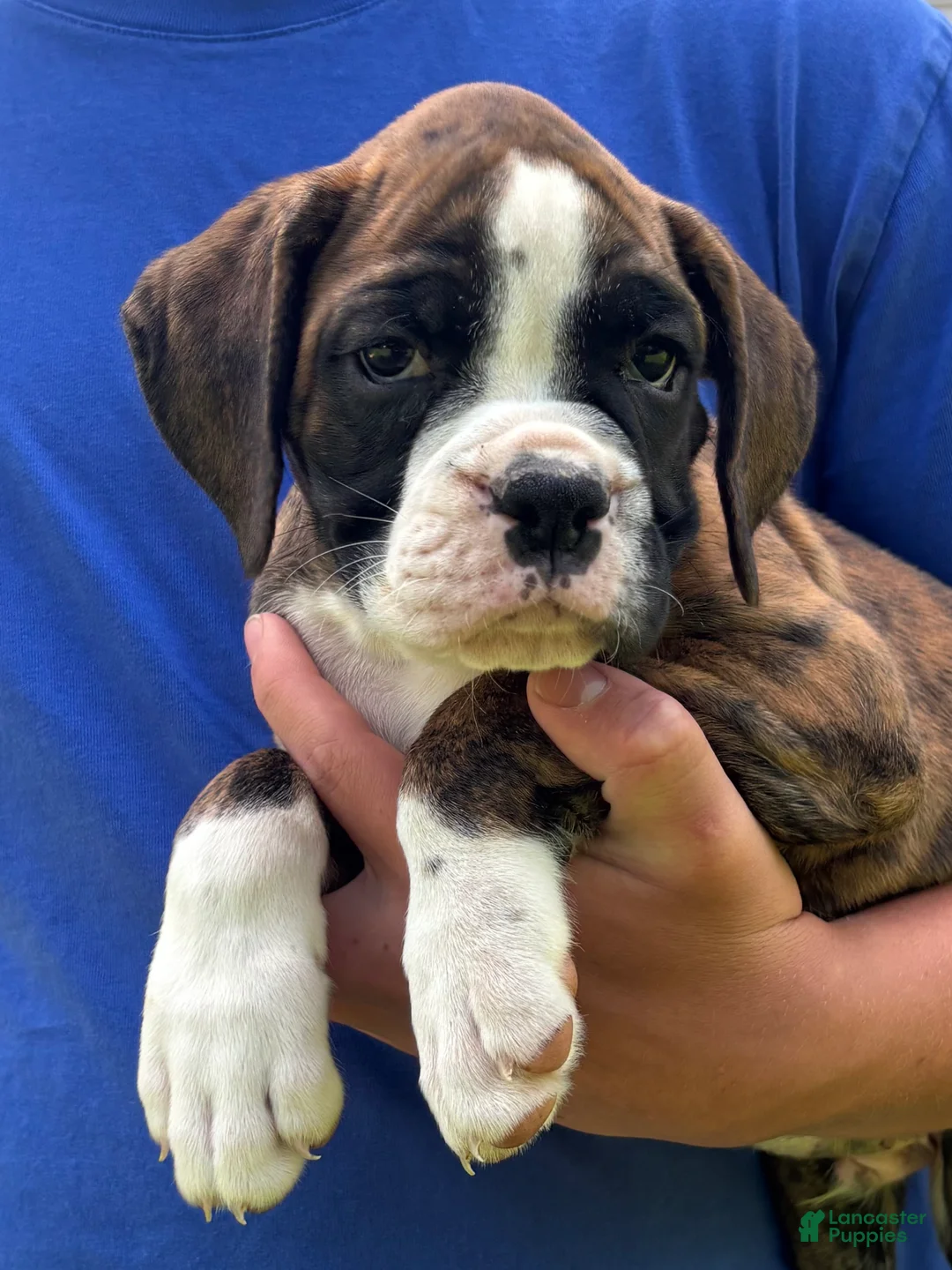 Boxer dogs for sale: Hank - Ad 1