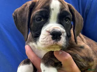 Boxer dogs Hank - Ad 37
