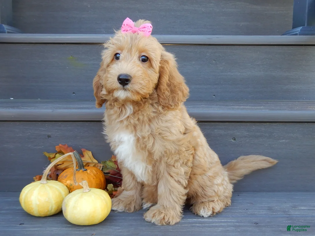 Mini Goldendoodle dogs for sale: Indy - Ad 2