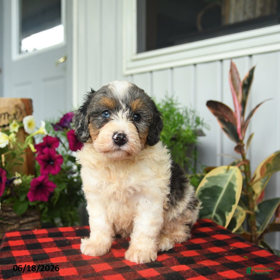 Mini Bernedoodle dogs Riot - Ad 2
