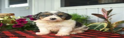 Mini Bernedoodle dogs for sale: Riot - Ad 2