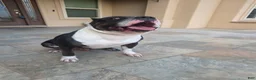 American Bully dogs for sale: American Bully Male - Ad 7