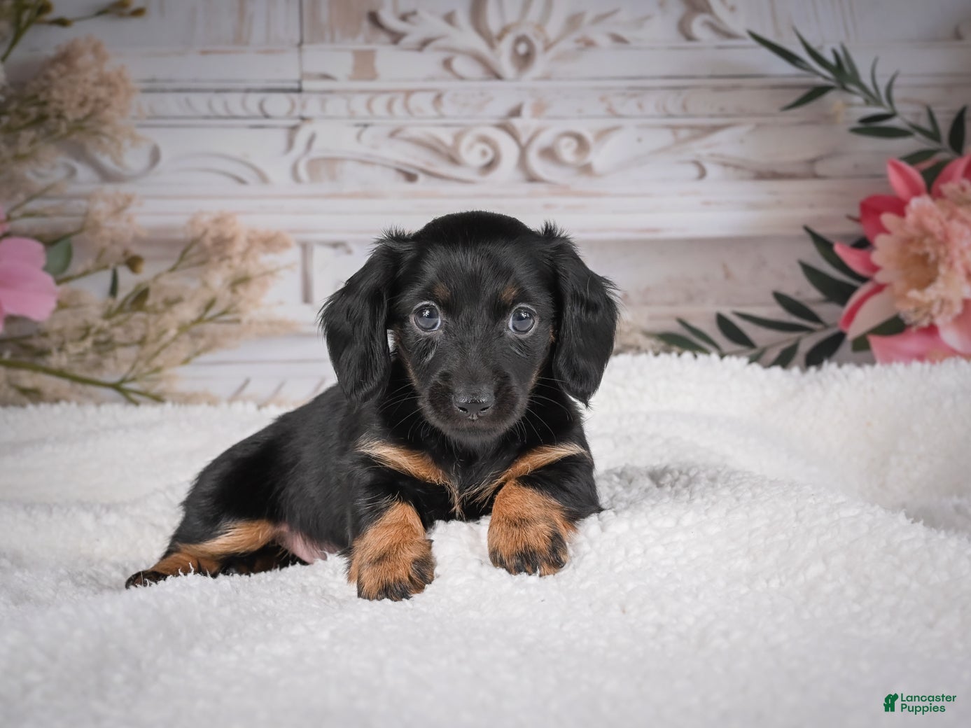 Miniature Dachshund dogs AKC-Mary - Ad 1