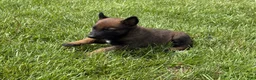 Belgian Malinois dogs for sale: Montgomery - Ad 6
