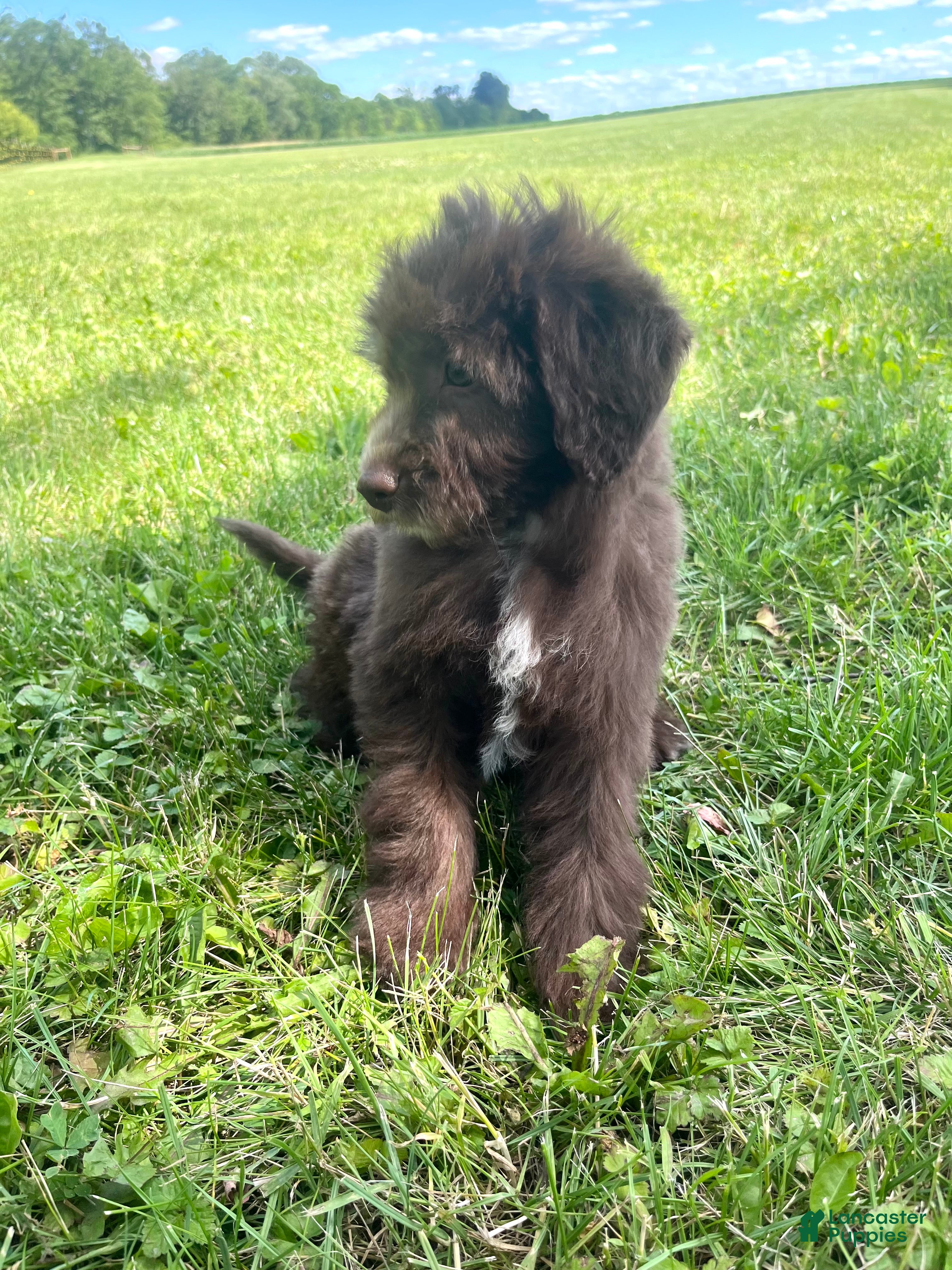 Mixed Breed dogs Carlton - Ad 2