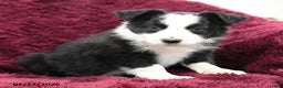 Border Collie dogs for sale: Douglas - Ad 2