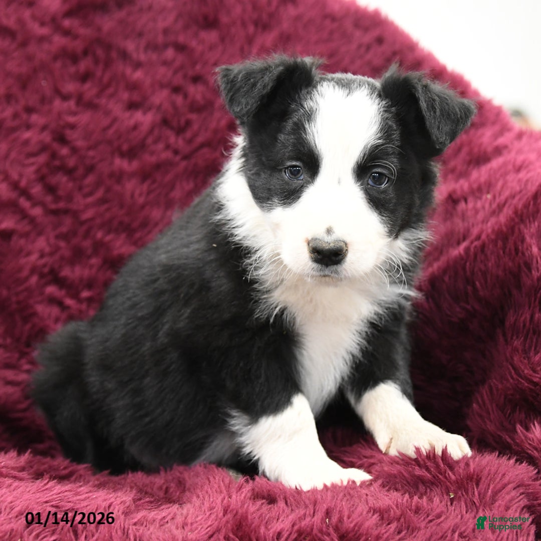 Border Collie dogs for sale: Douglas - Ad 2