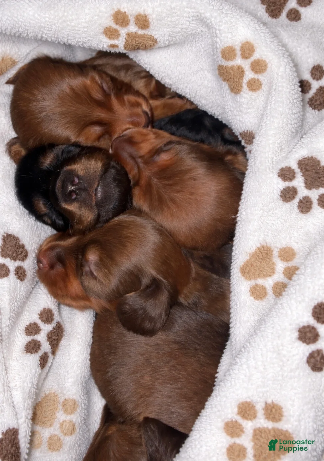 Miniature Dachshund dogs for sale: Miniature Dachshund Puppy 4 - Ad 3