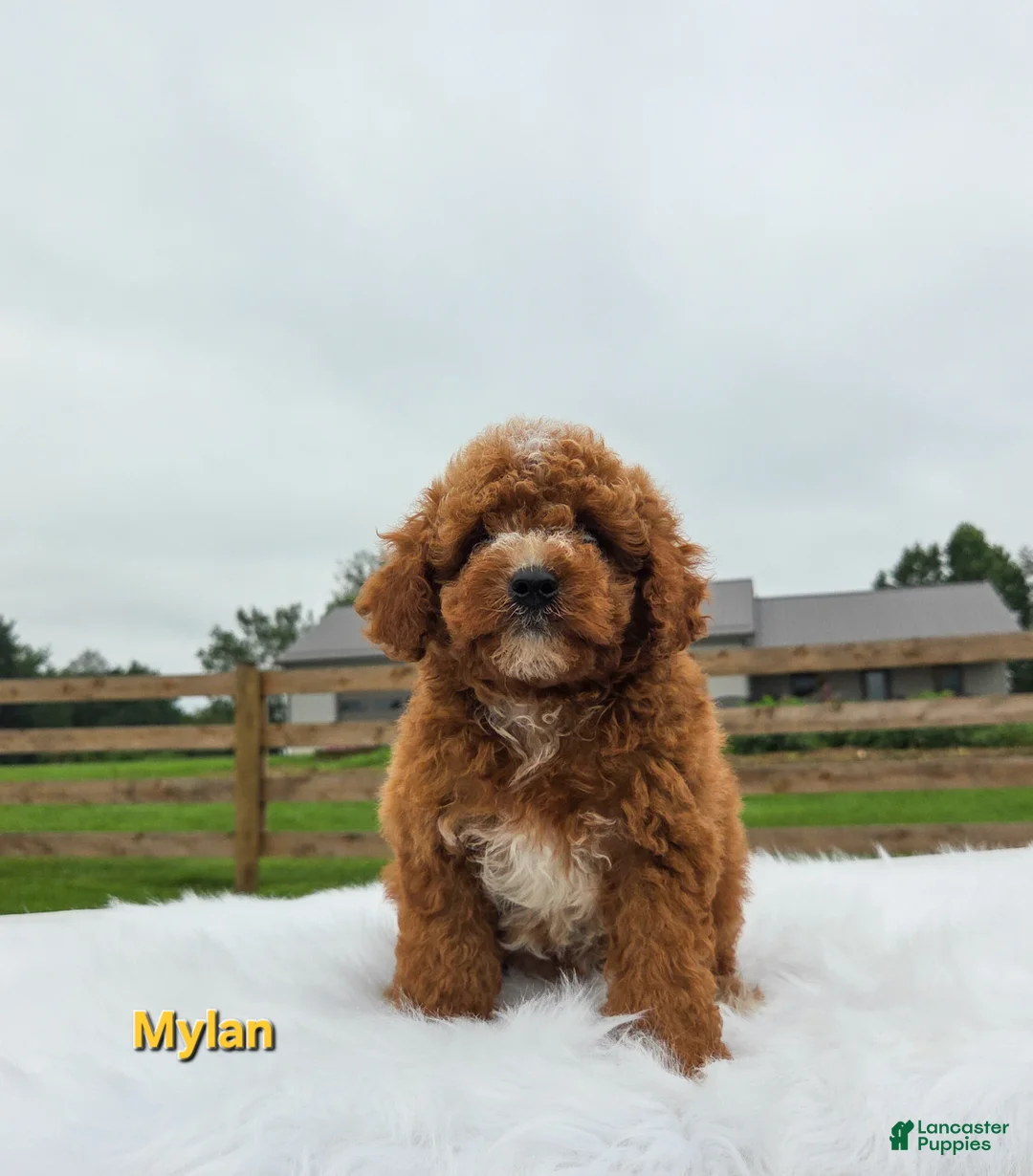 Miniature Poodle dogs for sale: Mylan - Ad 4