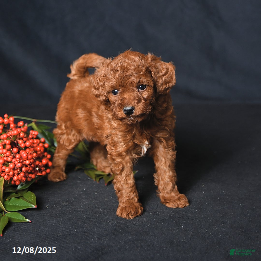 Toy Poodle dogs for sale: Happy - Ad 2