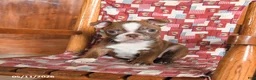 Boston Terrier dogs for sale: Echo - Ad 2
