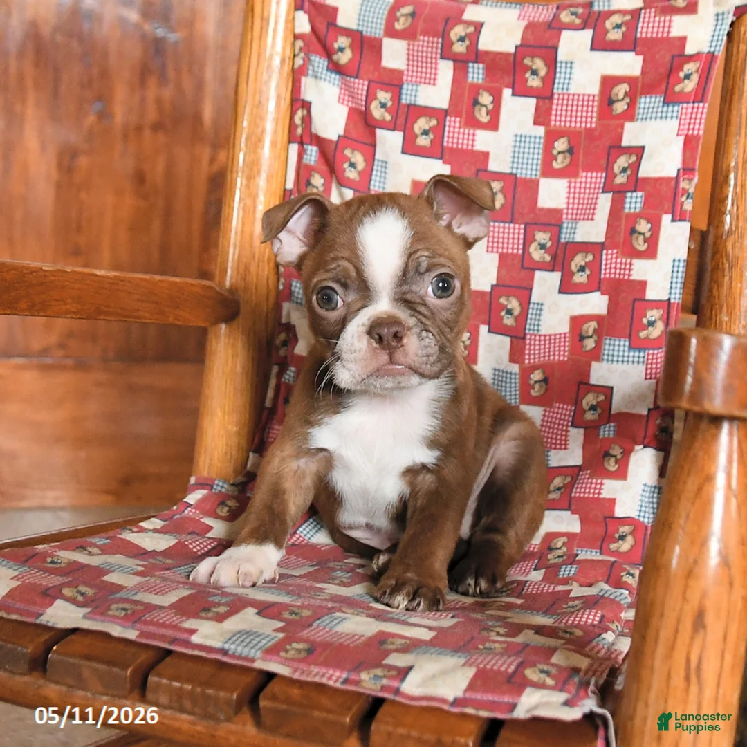 Boston Terrier dogs for sale: Echo - Ad 2