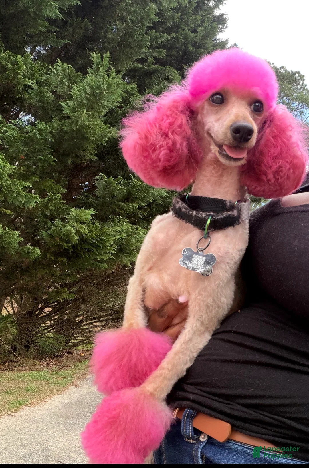 Miniature Poodle dogs for sale: Miniature Poodle Puppy 3 - Ad 2