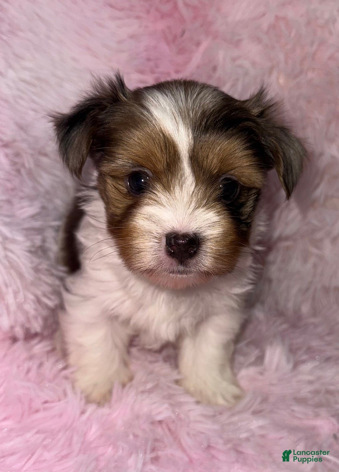 Yorkshire Terrier dogs for sale: Shimmer  - Ad 6