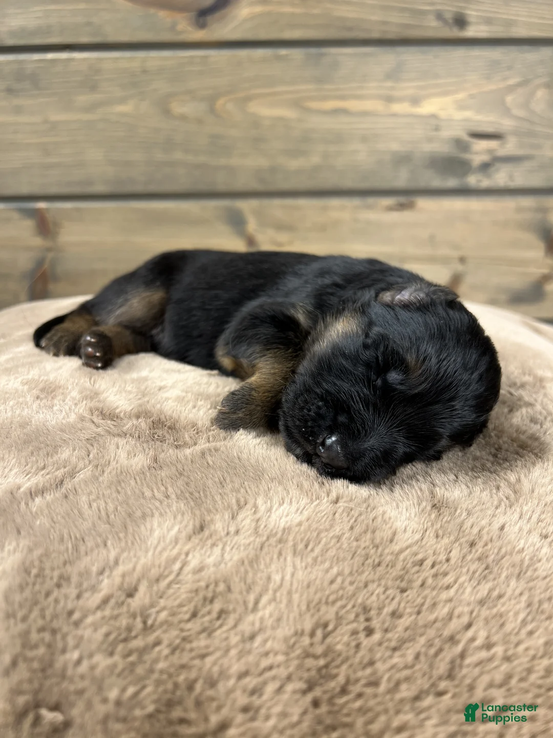 German Shepherd dogs for sale: Captain - Ad 5