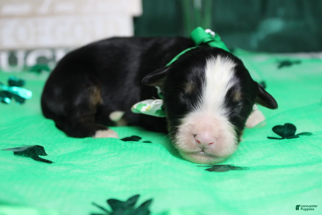 Bernese Mountain Dog dogs for sale: Brutus  - Ad 6