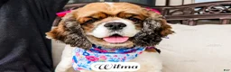 Cocker Spaniel dogs for sale: Wilma - Ad 3