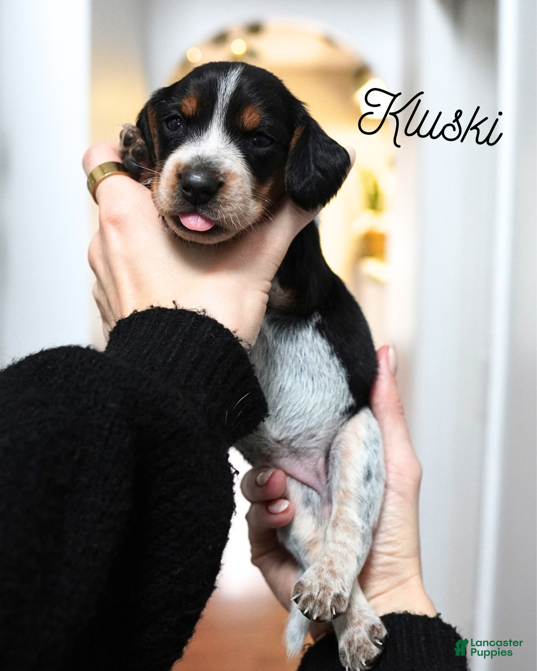 Beagle dogs for sale: Kluski - Ad 1