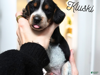 Beagle dogs Kluski - Ad 42