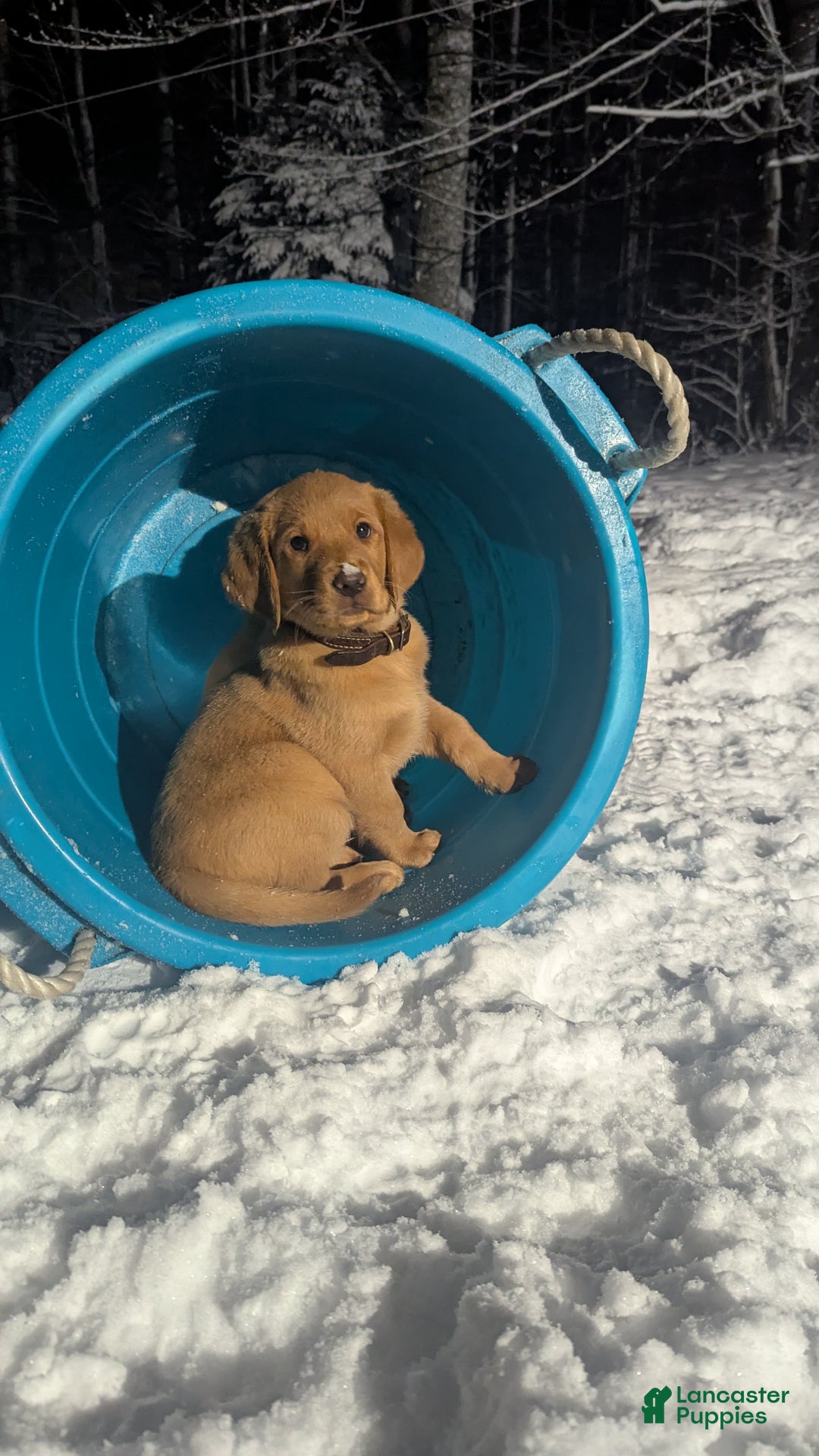 Mixed Breed dogs for sale: Charlie - Ad 5