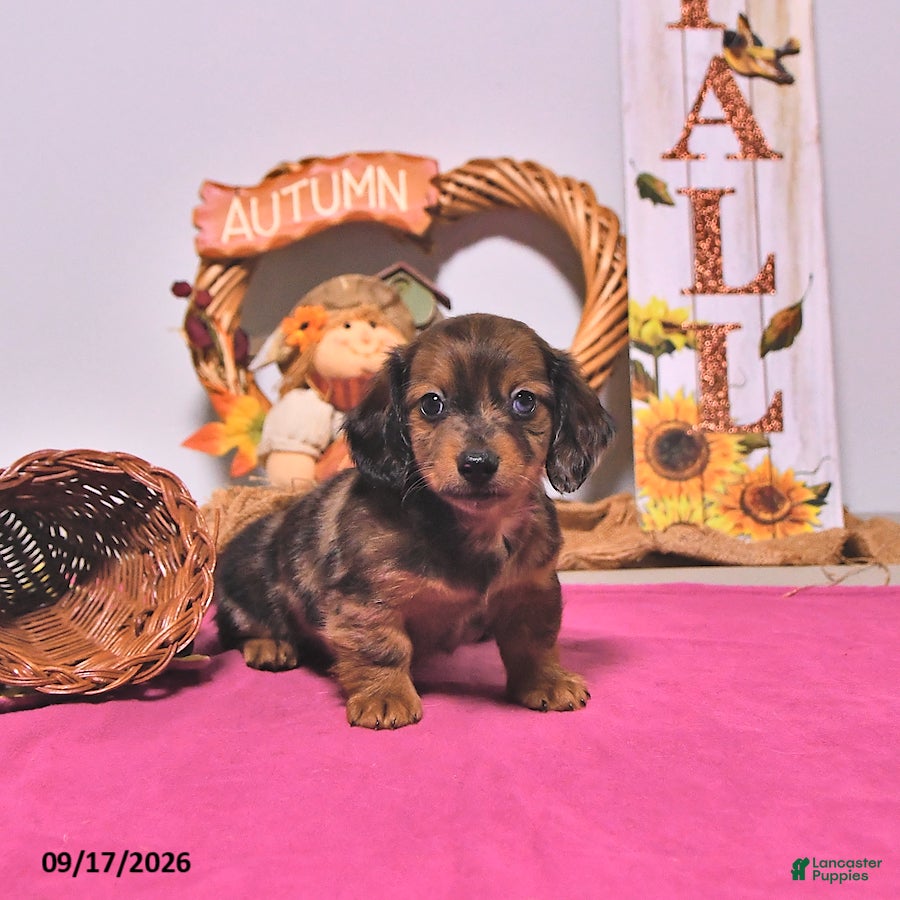 Dachshund dogs for sale: Mitch - Ad 2