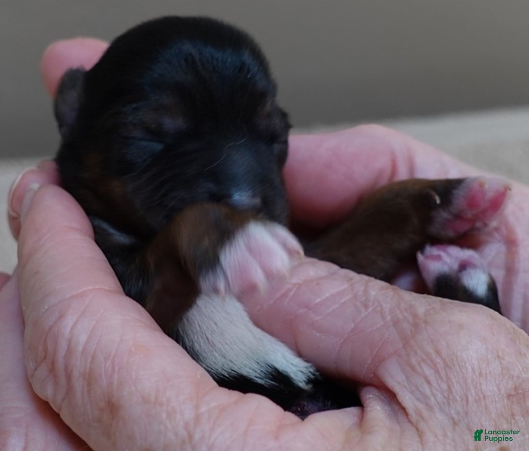 Yorkshire Terrier dogs for sale: Rio  - Ad 6