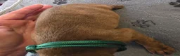 Miniature Pinscher dogs for sale: J-green  - Ad 3