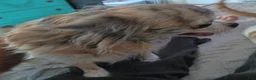 Chihuahua dogs for sale: Chihuahua 2 - Ad 3