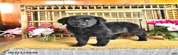 Golden Shepherd dogs for sale: Raisin - Ad 8