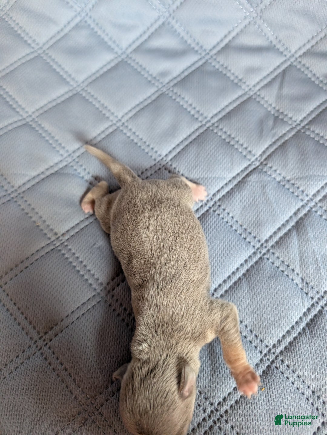 Chihuahua dogs for sale: Patrick - Ad 3