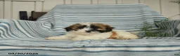 Shihpoo dogs for sale: Snuggles   - Ad 2