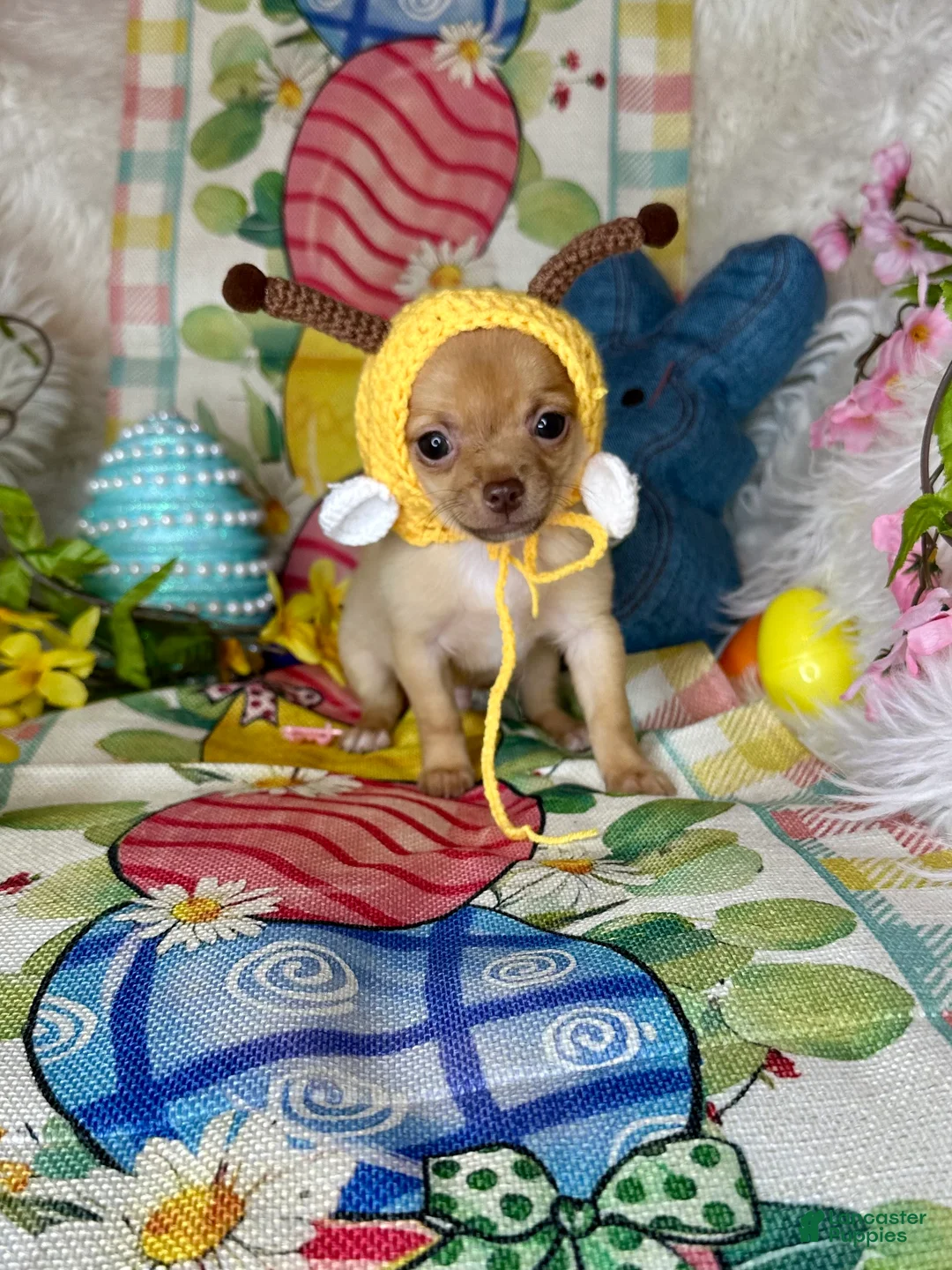 Chihuahua dogs for sale: Sunshine ☀️  - Ad 5