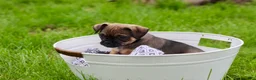 Jug dogs for sale: Phoenix  - Ad 2