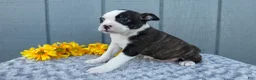 Mixed Breed dogs for sale: Sadie - Ad 3