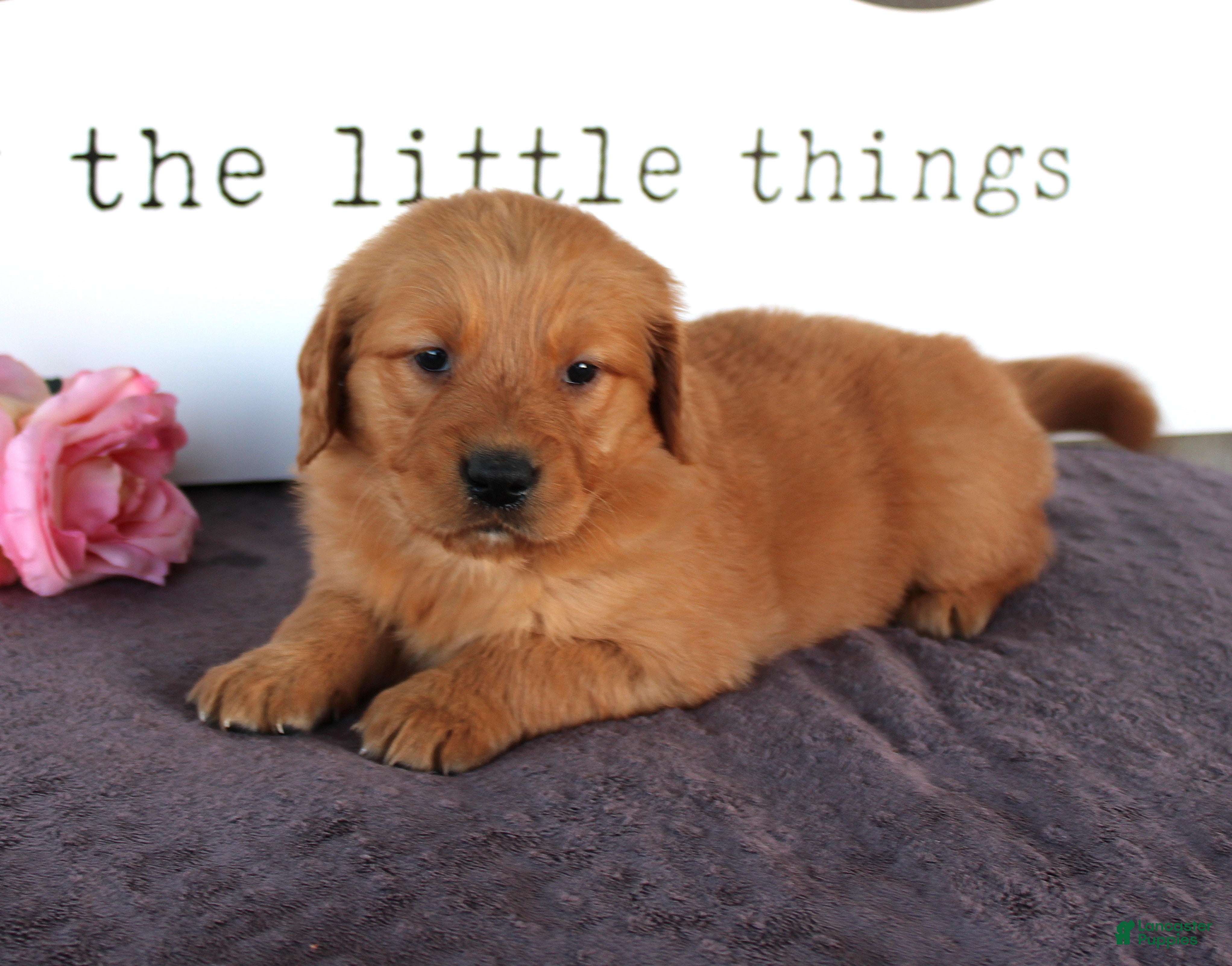 Golden Retriever dogs Jenny - Ad 2