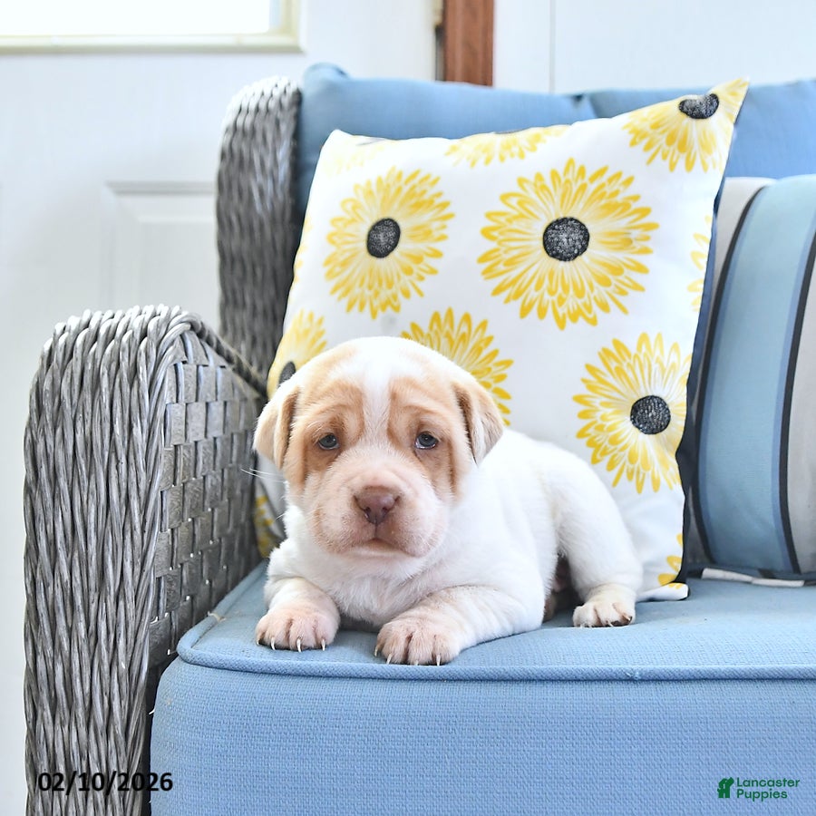 Mini Hippo dogs Tonya - Ad 12