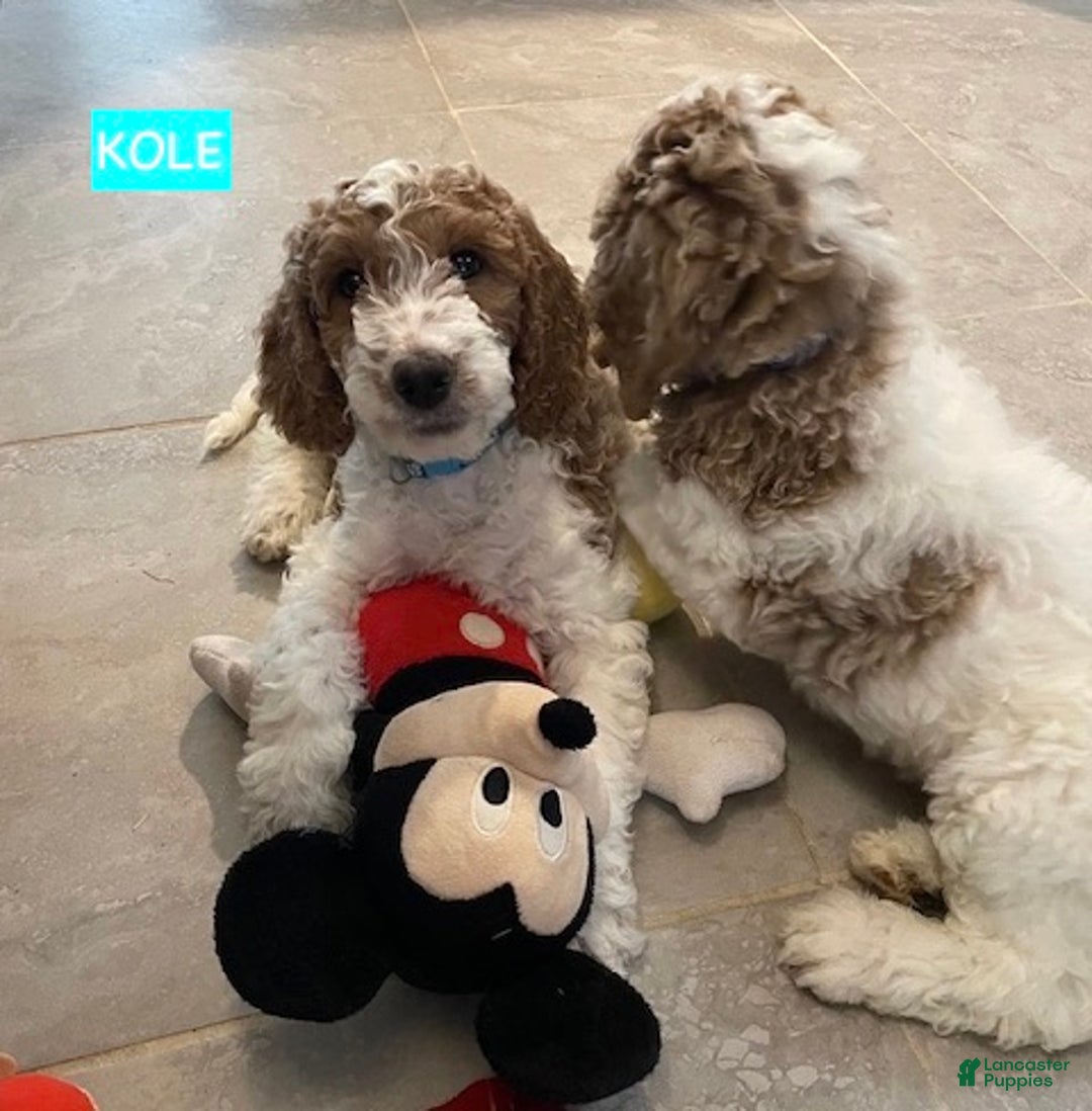 Miniature Labradoodle dogs for sale: Labradoodle Puppy 1 - Ad 2