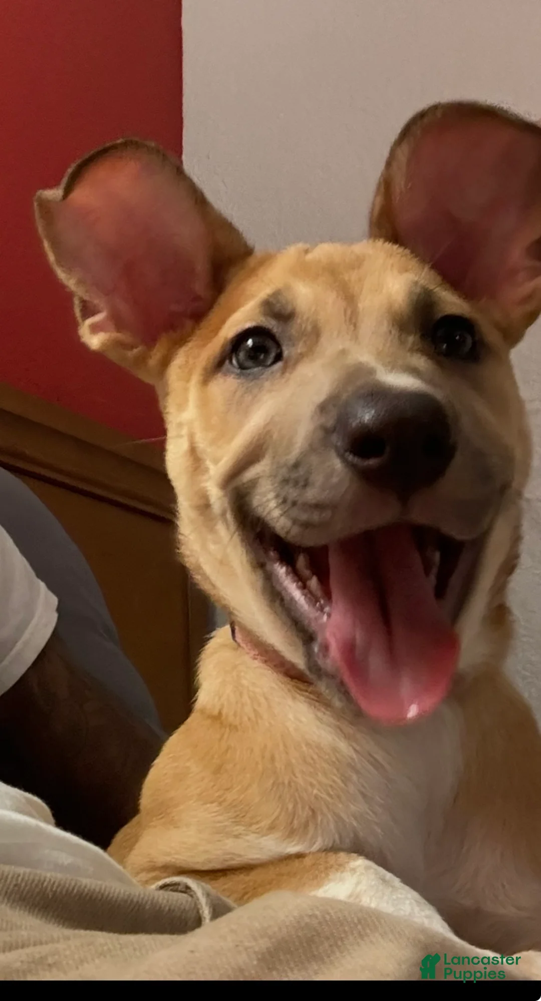 American Pit Bull Terrier dogs for sale: American Pit Bull Terrier Puppy 1 - Ad 1