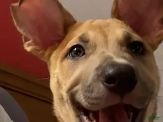 American Pit Bull Terrier dogs American Pit Bull Terrier Puppy 1 - Ad 2