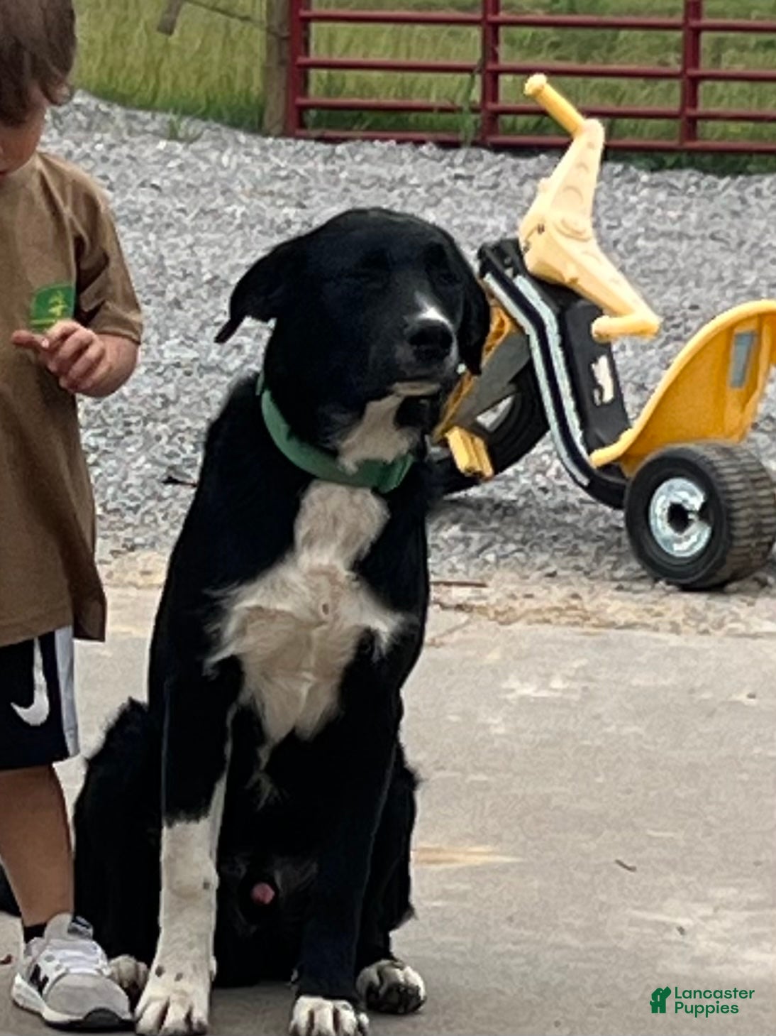 Border Collie dogs Ice - Ad 16