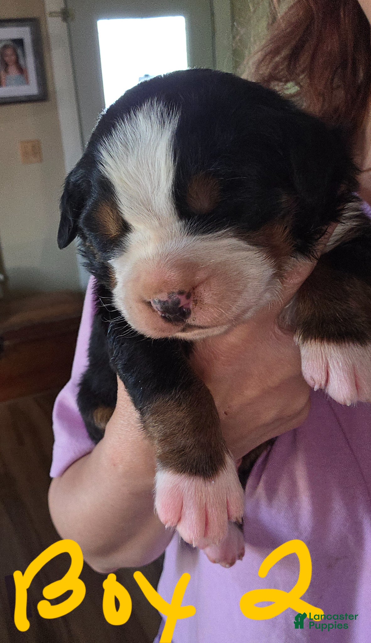 Bernese Mountain Dog dogs Bernese Mountain Dog Puppy 5 - Ad 26