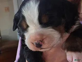 Bernese Mountain Dog dogs Bernese Mountain Dog Puppy 5 - Ad 26