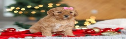 Mini Goldendoodle dogs for sale: Belle  - Ad 1
