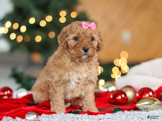 Mini Goldendoodle dogs Belle - Ad 35