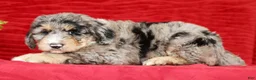 Sheepadoodle dogs for sale: Theodore - Ad 4