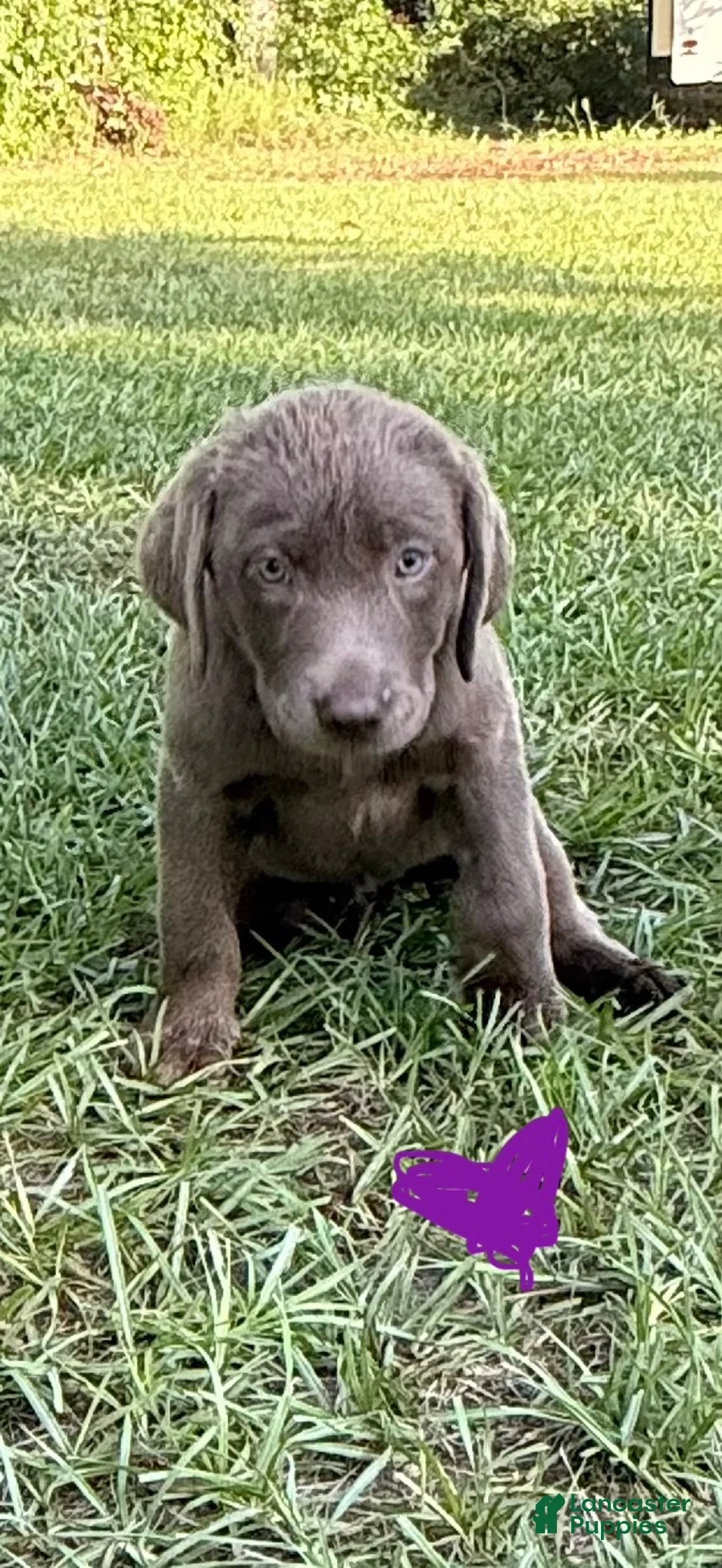 Labrador Retriever dogs for sale: Labrador Retriever 2 - Ad 7