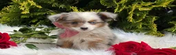 Toy Australian Shepherd dogs for sale: Tiny - Ad 10