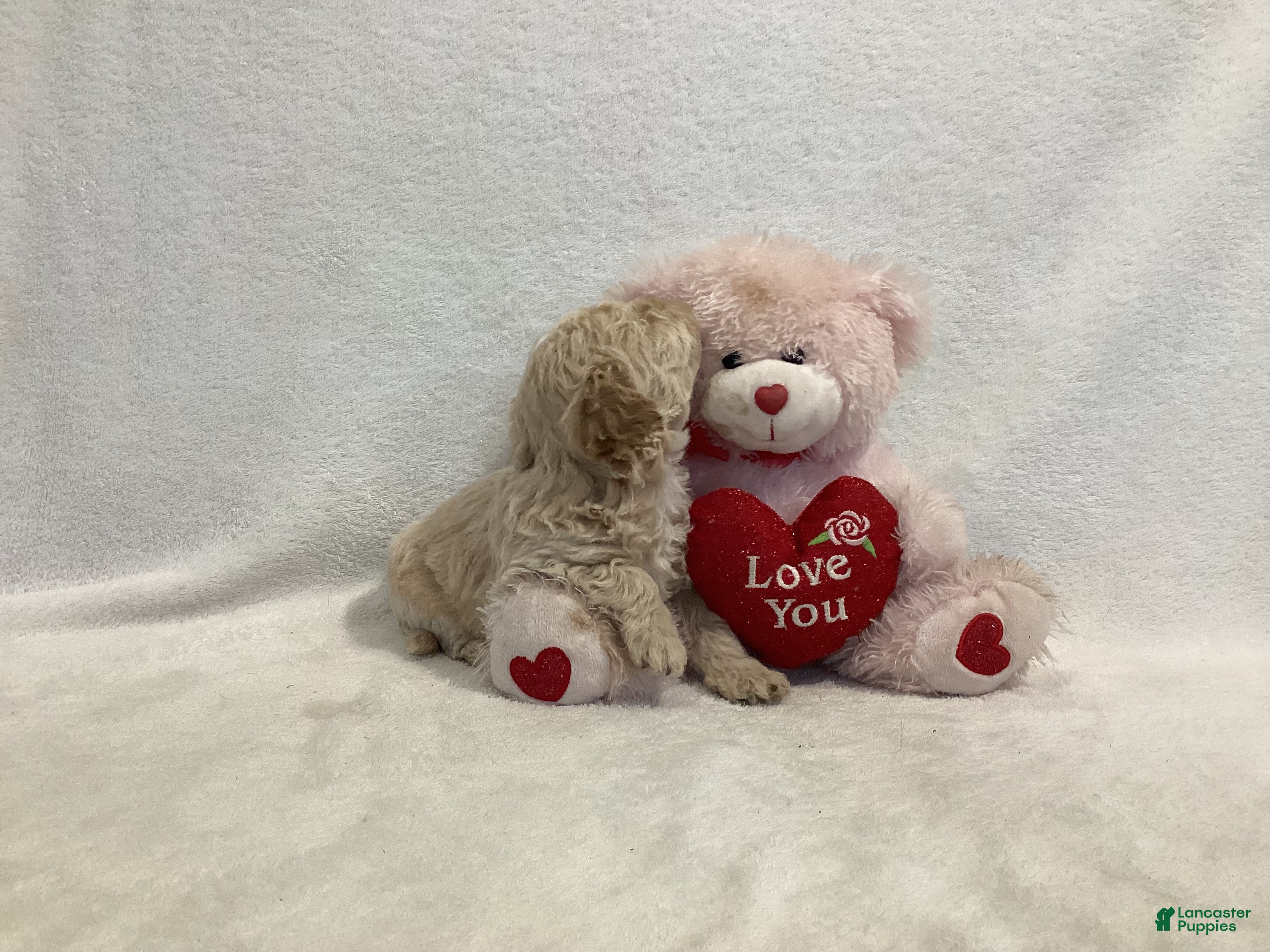 Maltipoo dogs Cuddles - Ad 2